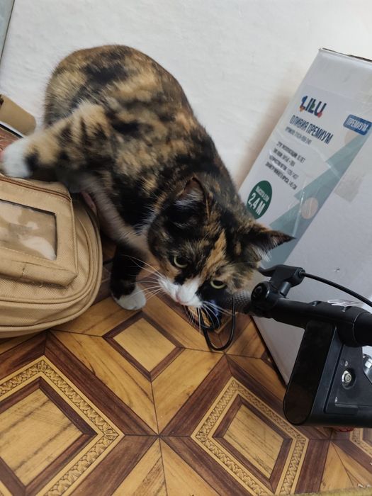 Найдена кошка, кот