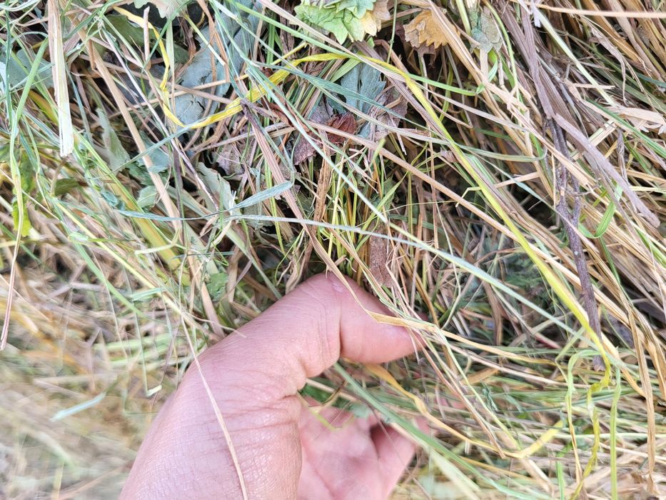 Сено в рулоне луговое разнотравье