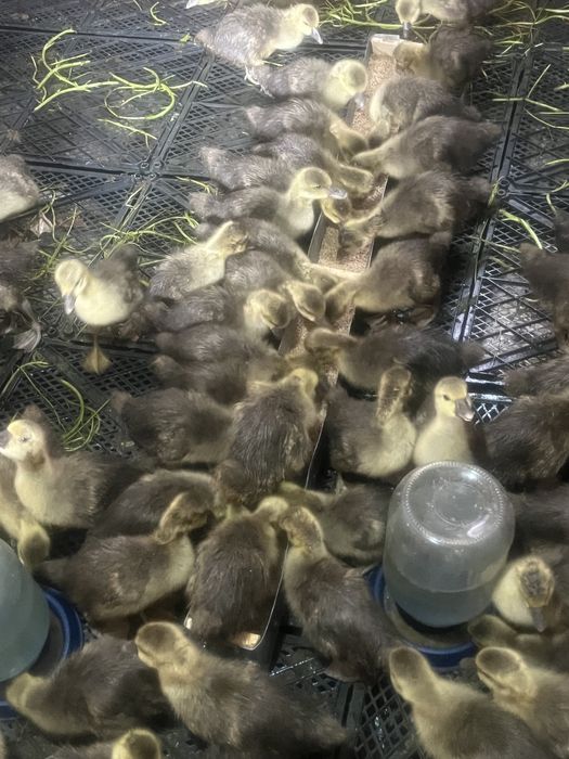 Қаз балапандары 15 күндік