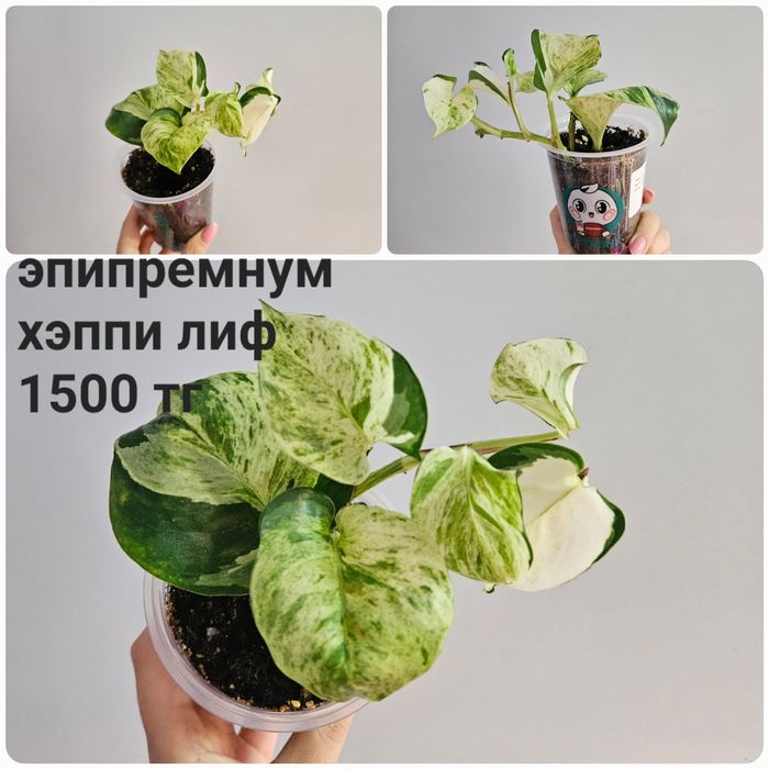 Сциндапсус, эпипренум, фил лайм