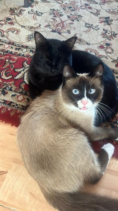 Отдам котят в добрые руки