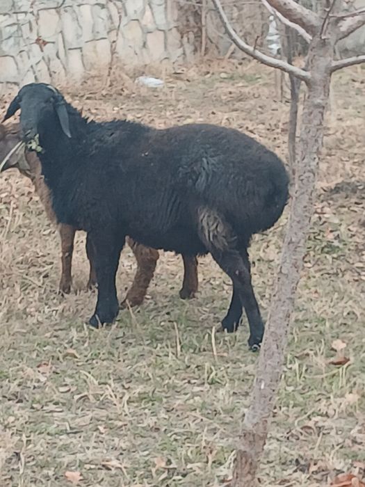 Куй.казоки кучкор.