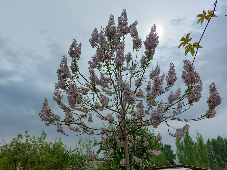 Дерево Павловния