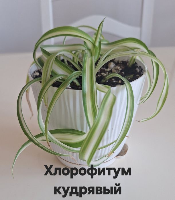 Продам комнатные цветы