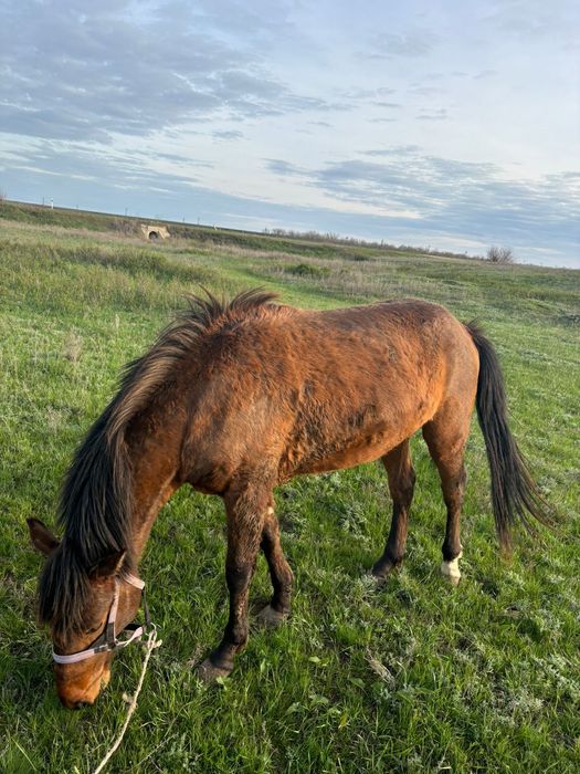 2 Жастық Құнан Сатылады Еркек