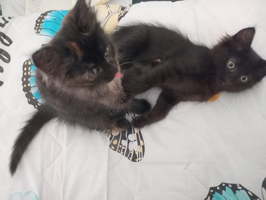 Отдам котят  бесплатно