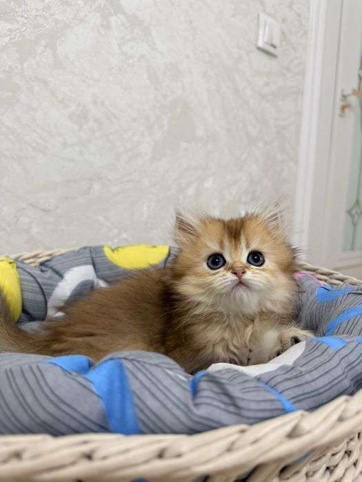 На продаже золотый шиншиллы