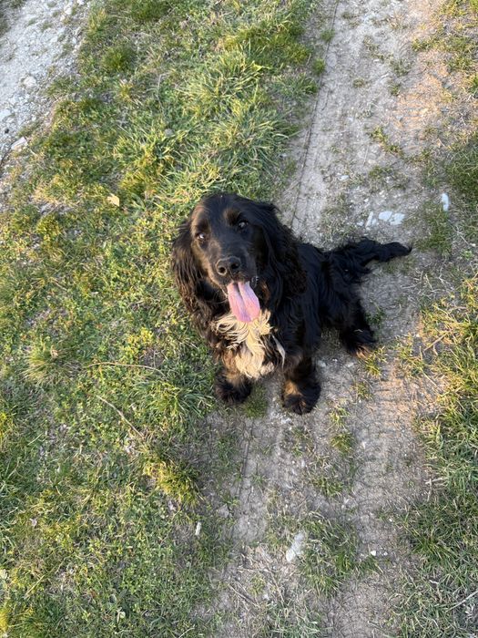 Кокер шпаньол