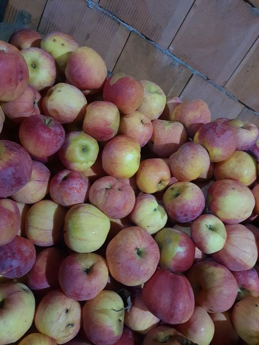 Mere Ionatan, Florina și Idared