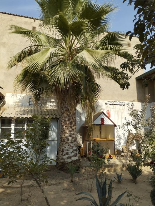 Пальма сотилади..