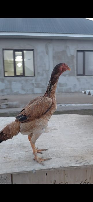 Дакан жас тауық  сатылады