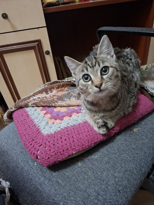 Отдаём бесплатно котика