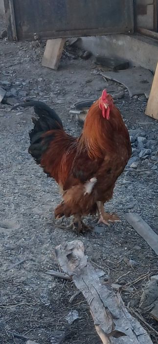 Продам яйца инкубационный