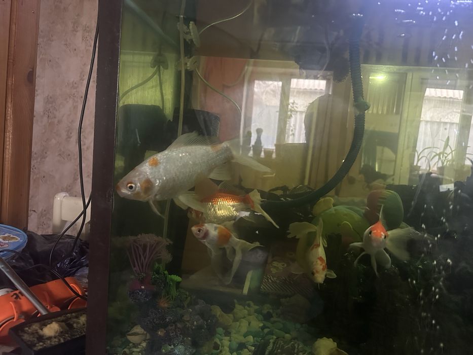 Аквариум с рыбами и декорациями