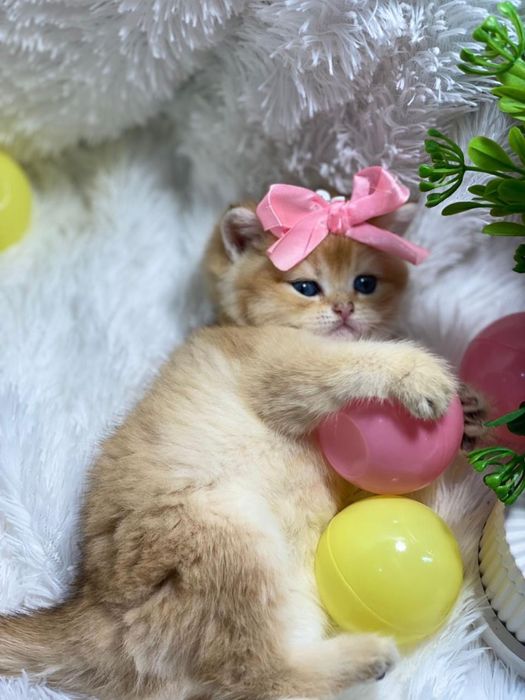 Золотые шиншиллы британские