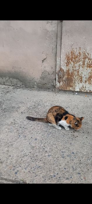 Вислоухая белая кошка