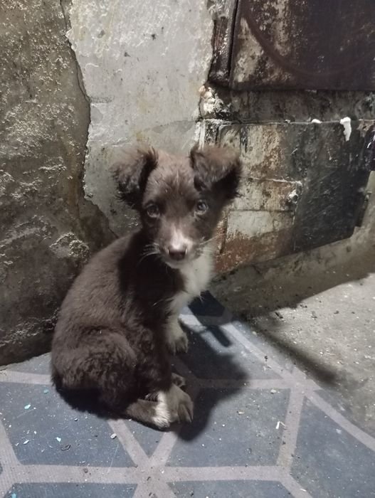 Отдам щенков кандек