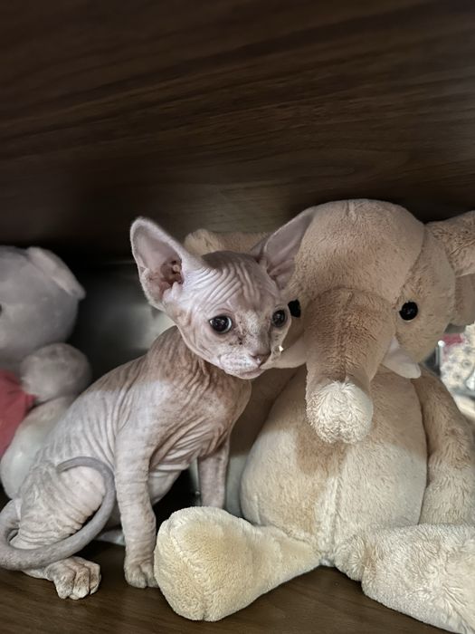 Продаются котята сфинксы