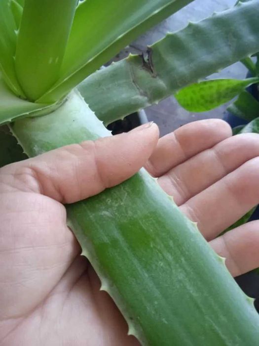 Эуфорбия молочай продам.