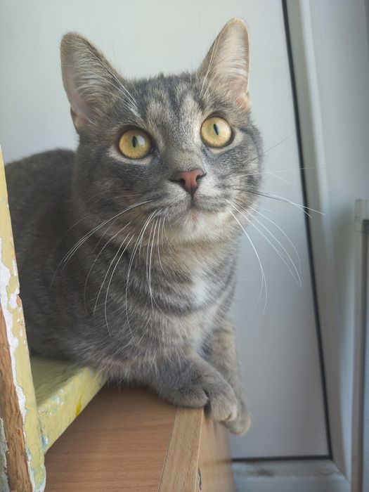 Отдам кота 10 месяцев срочно