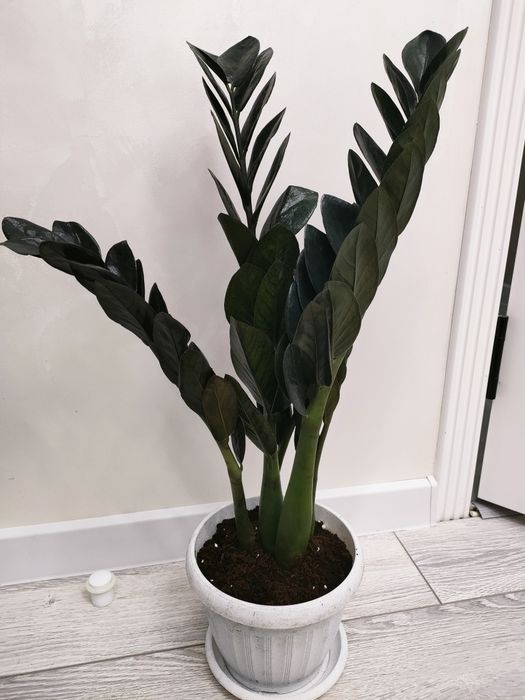 комнатные растения. доставка