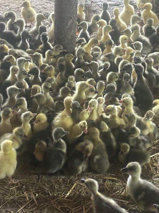 Boboci de rata polara, romaneasca si bboboci de gasca
