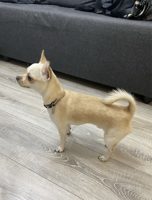 Ищем девочку чихуахуа для вязки