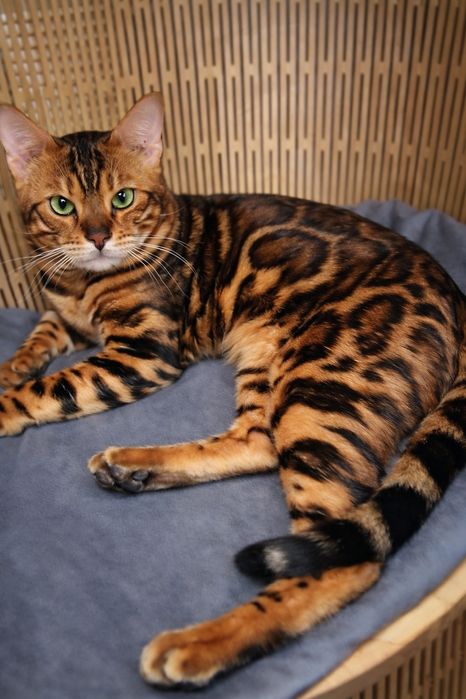 100% бенгальские котятя