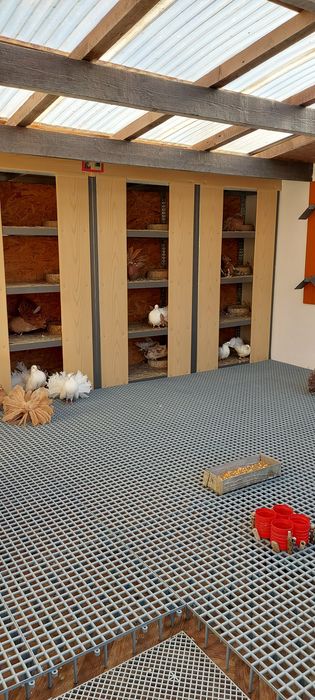 Porumbei voltati bulgaresti