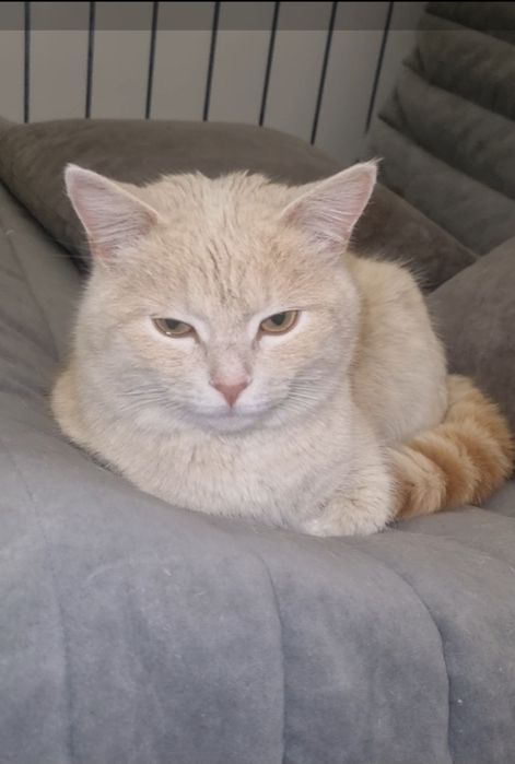 Персик ищет красотка ищут мампап. Доставлю!