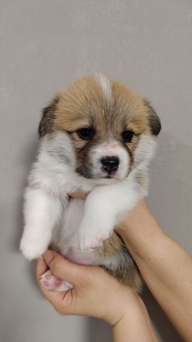 Щенки Вельш корги пемброк