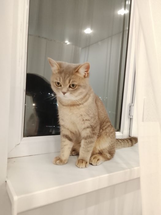 Котик британец в хорошие руки