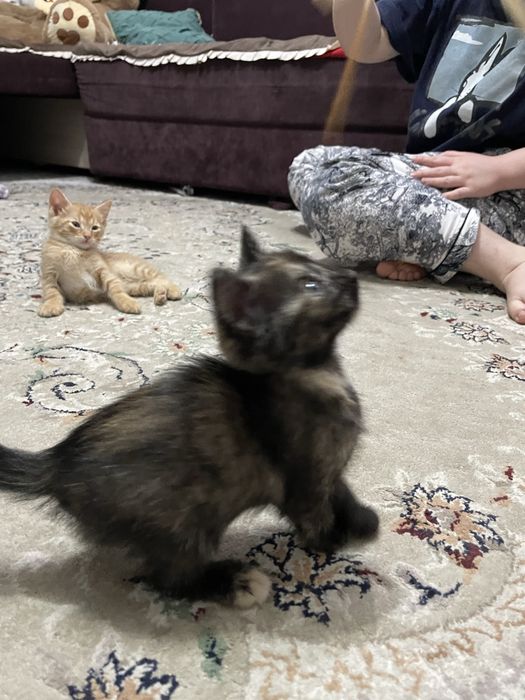 Котенки бесплатно