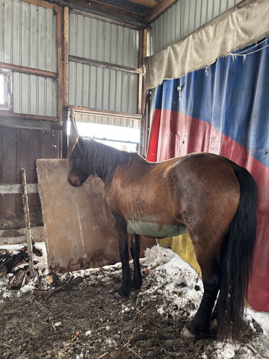 Жеребая лошадь хорошая