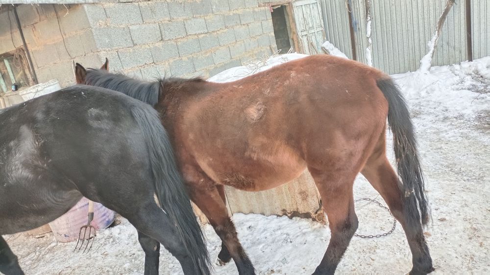 Продам тайчика .