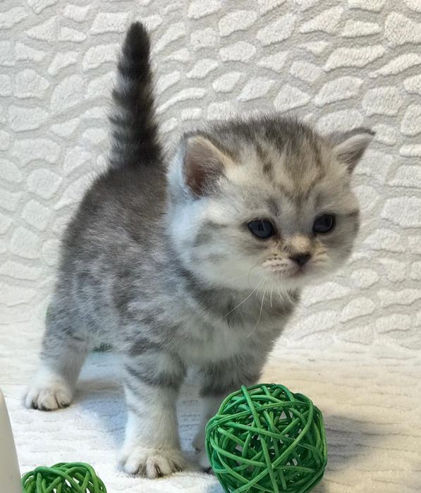 Британские Котята .