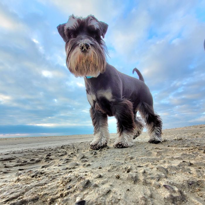 Кобель ищет подругу