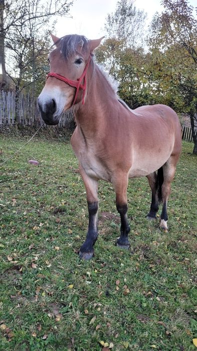 Cârlană de vânzare