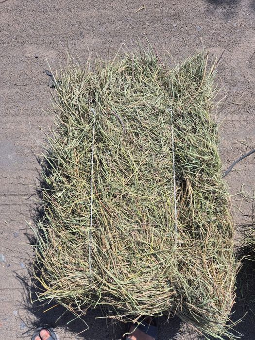 Продам сено в тюках разнотравие