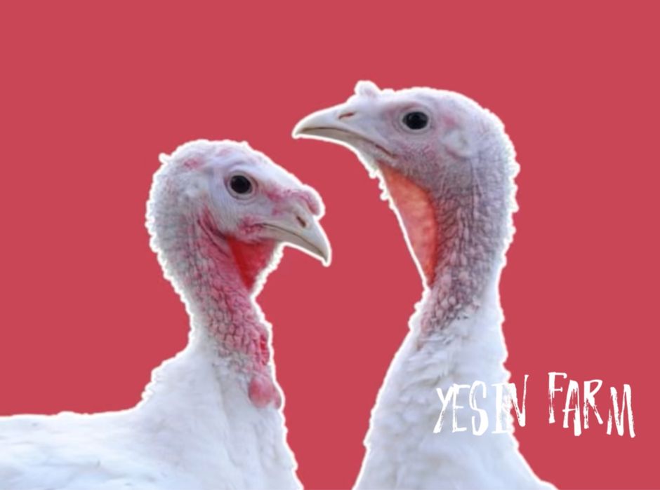 Белый широкогрудый инкубационные яйца индюков — надежный вывод