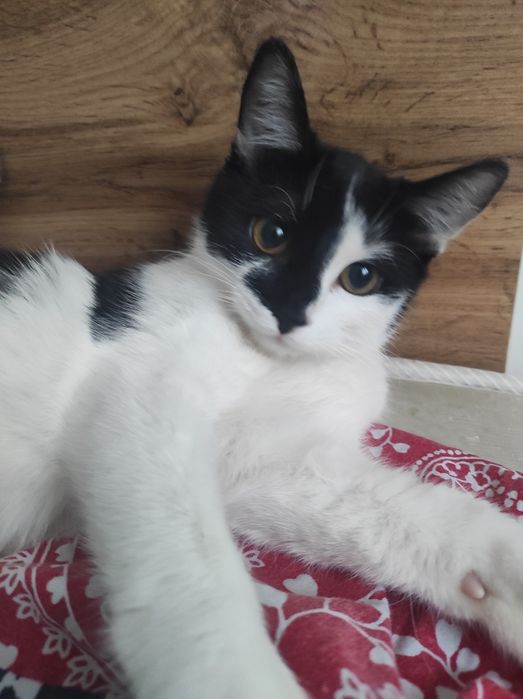 кошка в добрые руки