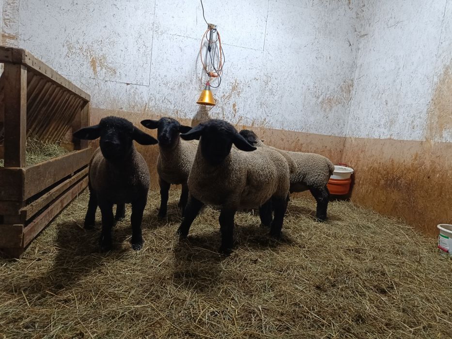 Mielute si berbecutii Suffolk