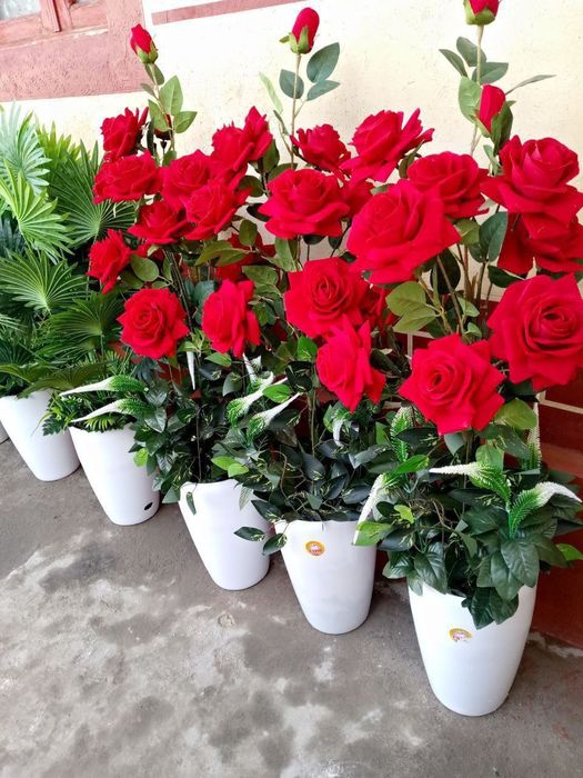 Суний гуллар арзони