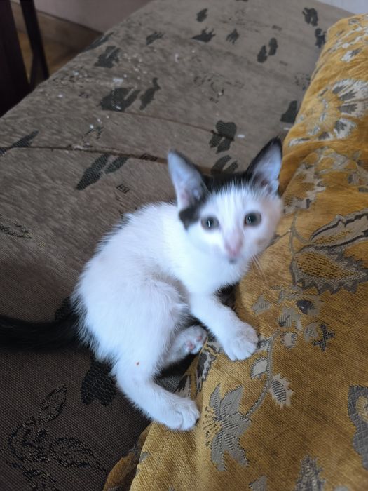 Маленький Котёночек
