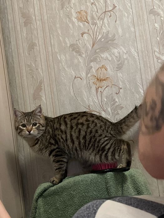 Найден молодой кот