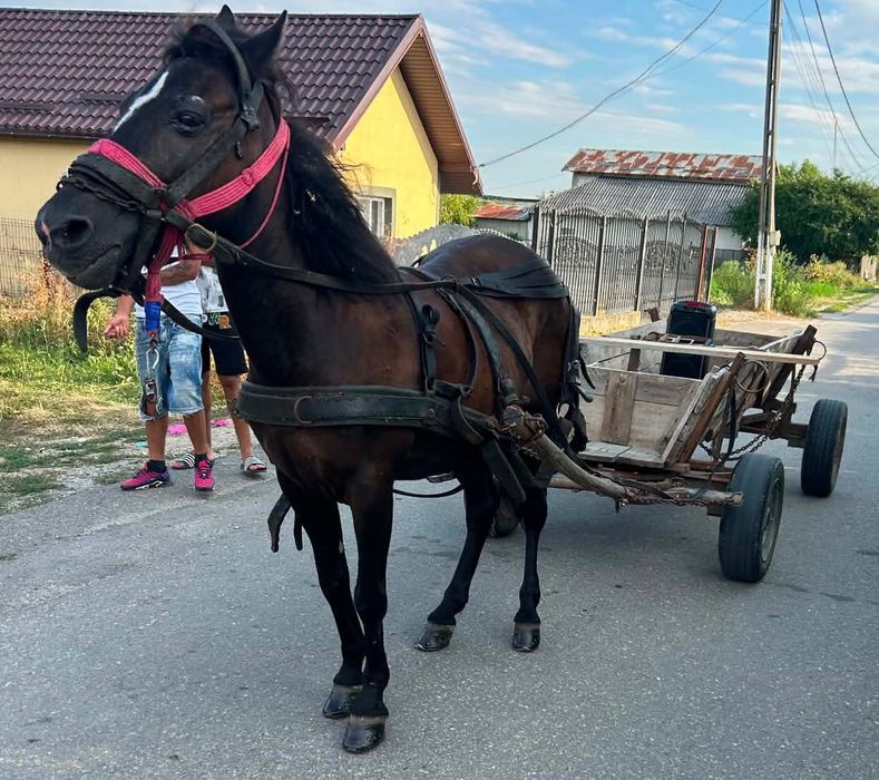 Iapă 9 ani curata