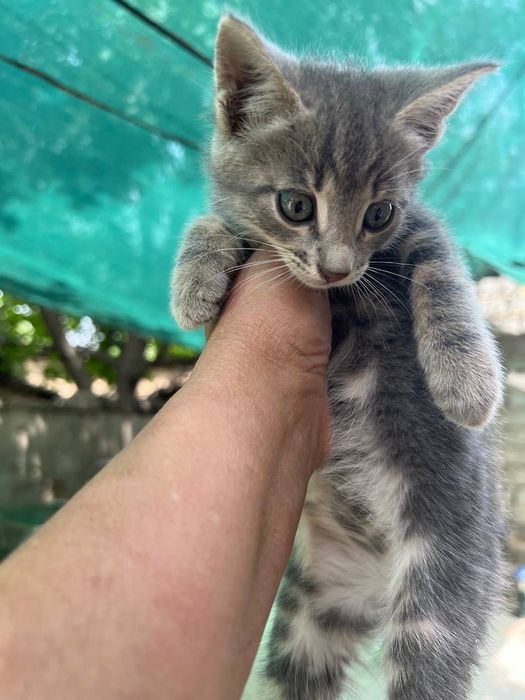 Бесплатно котята в добрые руки