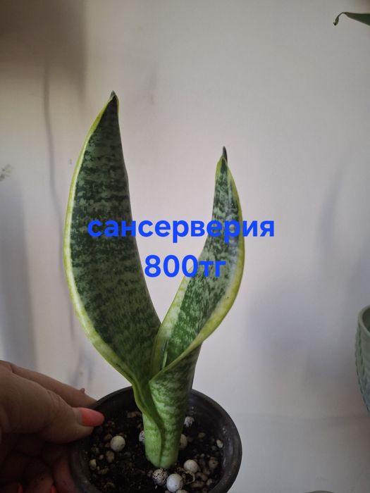 Комнатные растения домашние