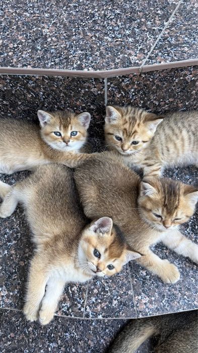 Продается миленькие котята