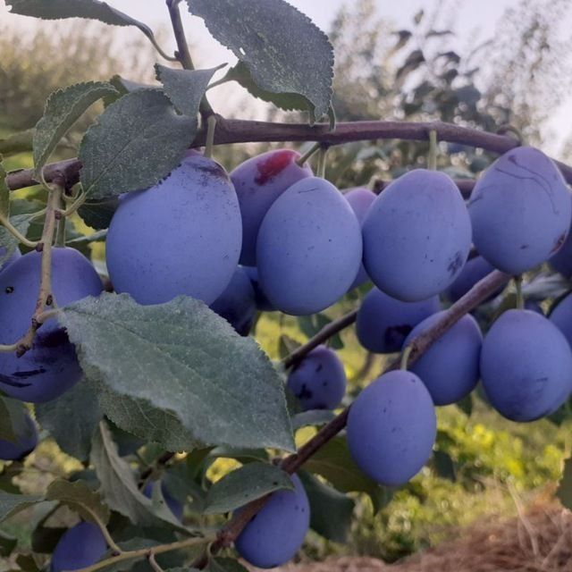 Sliva Shoftoli Olma Nok Urik Gilos Behi va boshqa turdagi kuchatlar